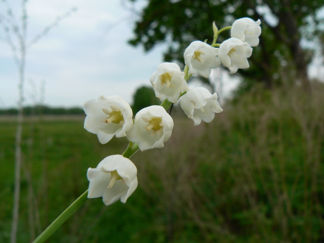 Image of Convallaria keiskei specimen.