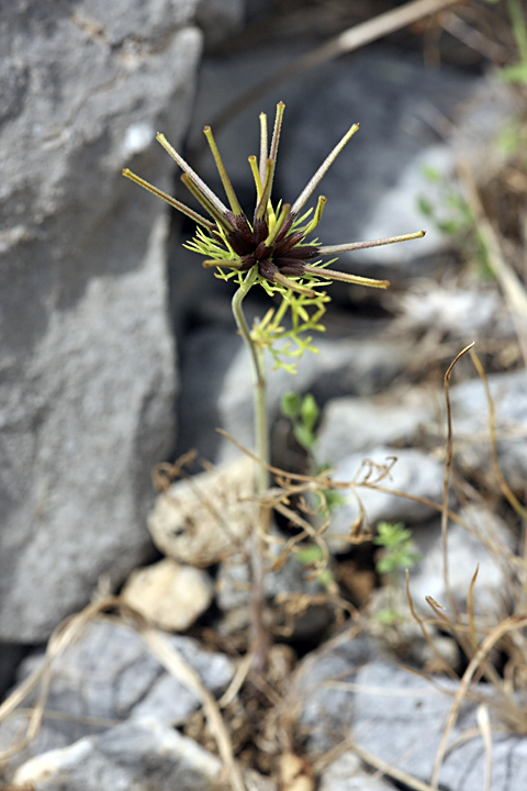 Изображение особи Scandix stellata.