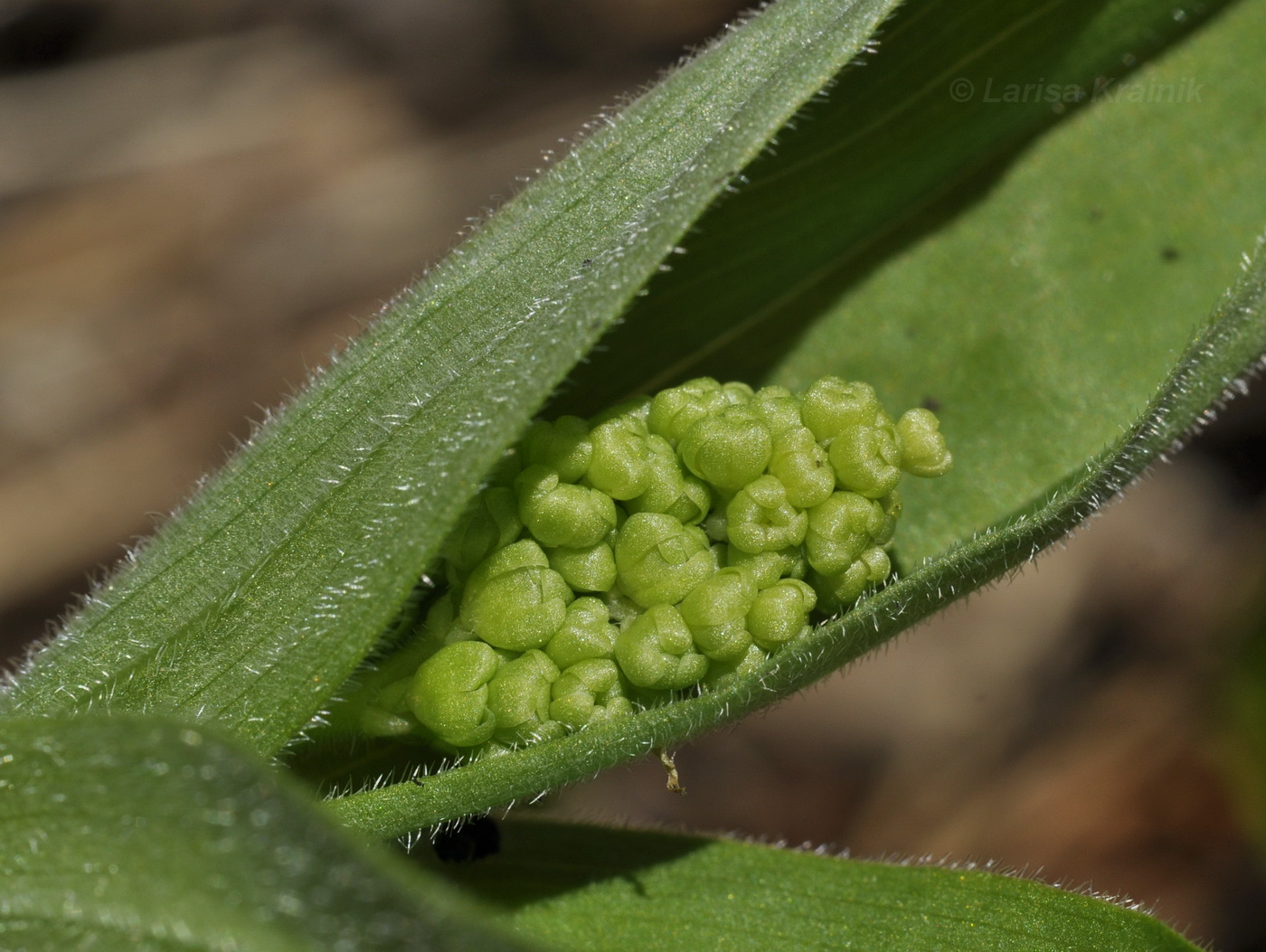 Image of Smilacina hirta specimen.