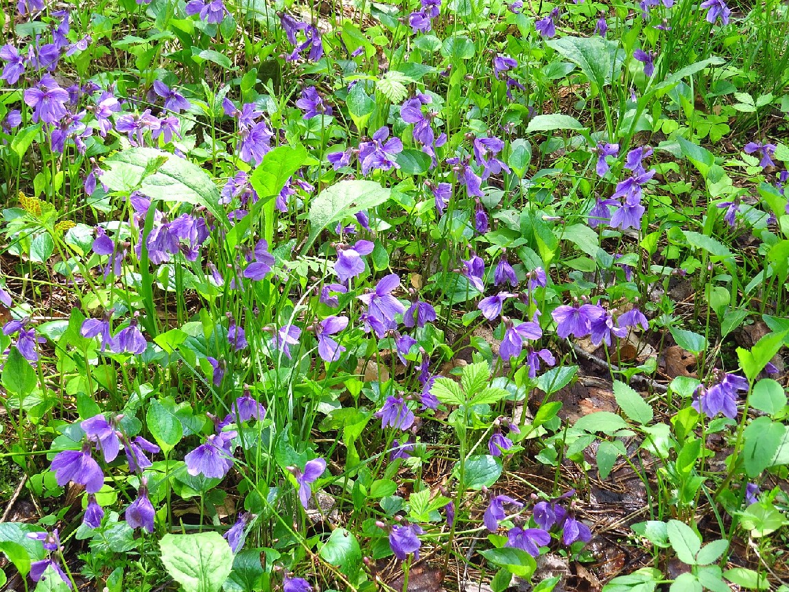 Изображение особи Viola uliginosa.