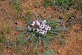 Astragalus dolichophyllus. Цветущее растение. Калмыкия, Яшкульский р-н, окр. пос. Утта, сухая степь, песчаный участок. 18.04.2021.