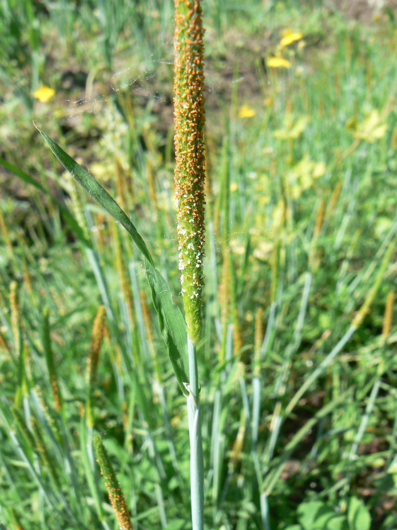 Image of Alopecurus aequalis specimen.