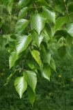 Betula papyrifera. Веточки. Санкт-Петербург, Старый Петергоф, парк \"Сергиевка\", луг напротив дирекции. 29.05.2021.