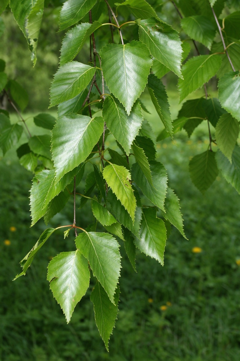 Изображение особи Betula papyrifera.