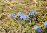 familia Boraginaceae. Цветущие растения. Присутствуют прошлогодние высохшие растения. Красноярский край, г. Норильск, окр. р-на Талнах, на склоне горы. 24.06.2021.