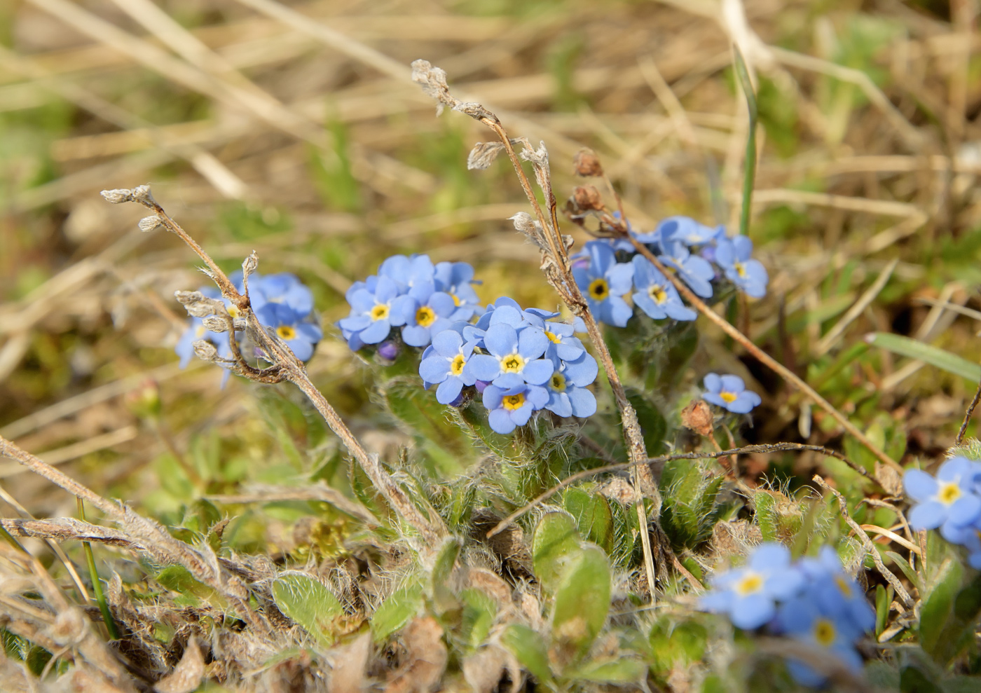 Изображение особи семейство Boraginaceae.