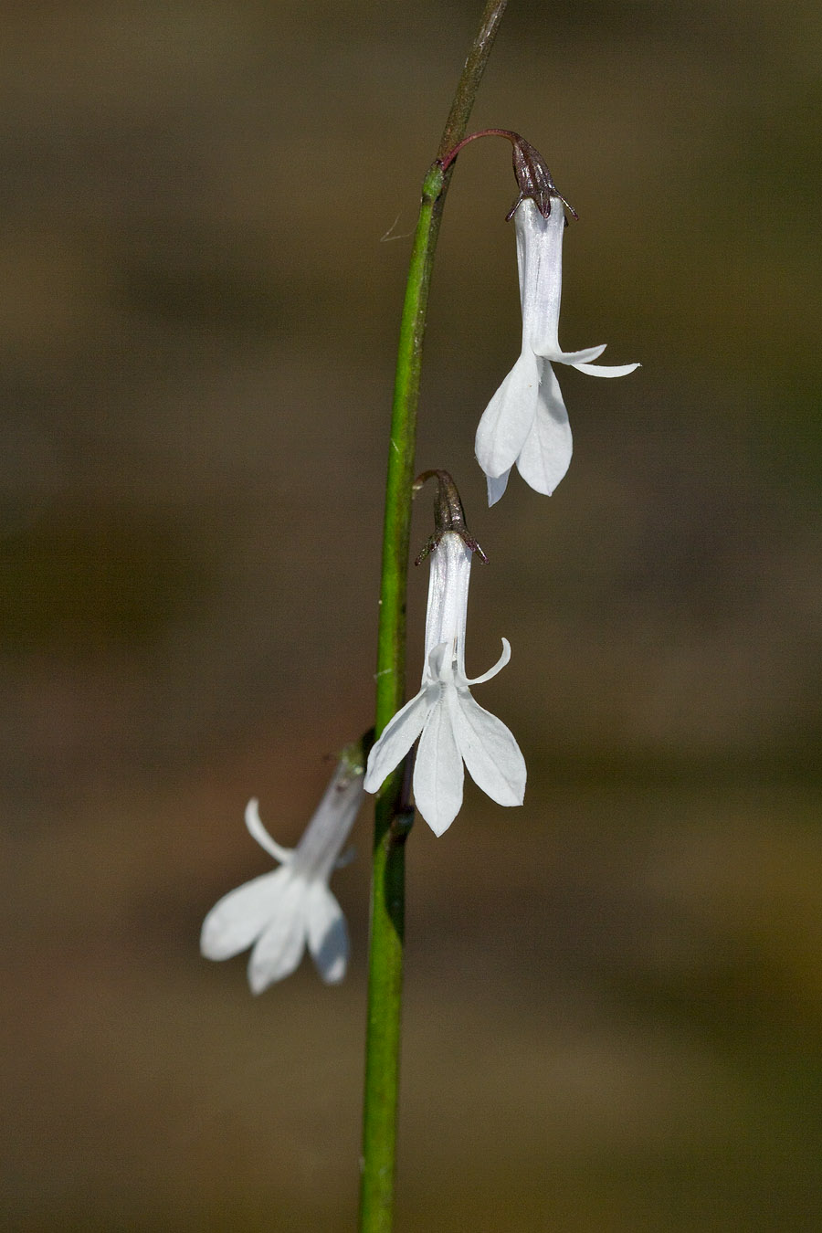 Image of Lobelia dortmanna specimen.