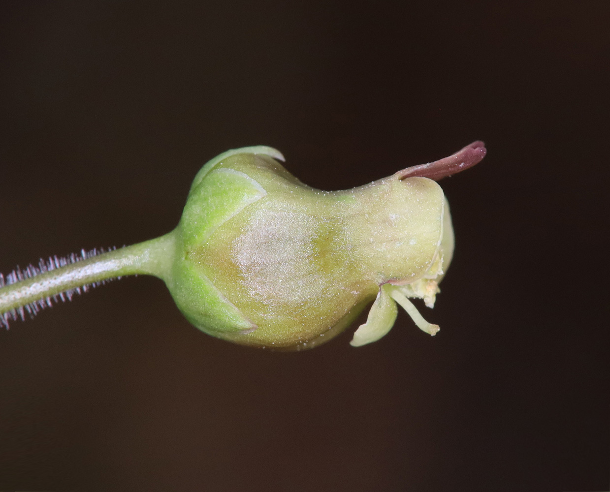 Image of Scrophularia divaricata specimen.