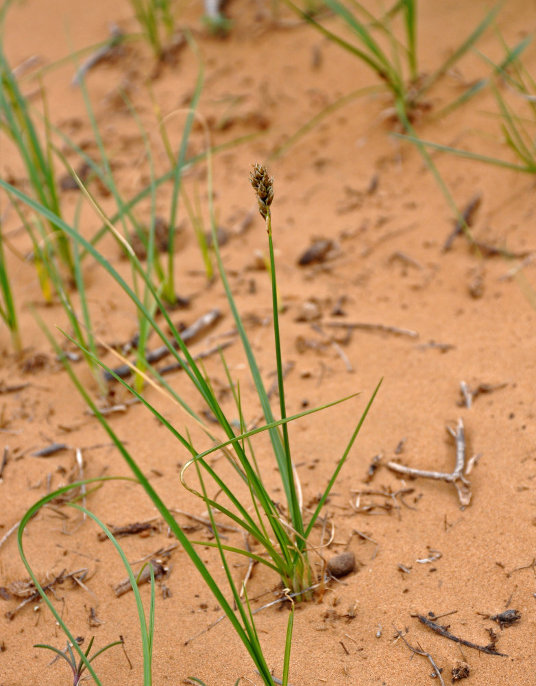 Изображение особи Carex stenophylla.