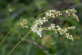 Filipendula vulgaris. Верхушки побегов с бутонизирующим (слева) и расцветающим соцветиями. Краснодарский край, Абинский р-н, окр. станицы Эриванской, гора Шизе, заросли кустарников. 29.05.2021.