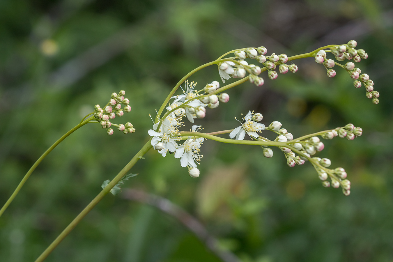 Image of Filipendula vulgaris specimen.