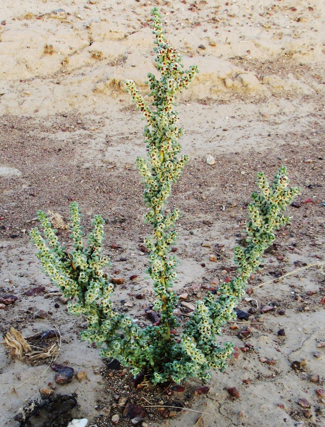 Изображение особи Halogeton glomeratus.