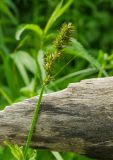 Carex vulpina. Верхушка цветущего побега. Свердловская обл., Красноуфимский округ, Усть-Машский сельский совет, окр. дер. Русский Усть-Маш, заливной участок берега. 13 июня 2021 г.
