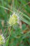 Cynosurus echinatus