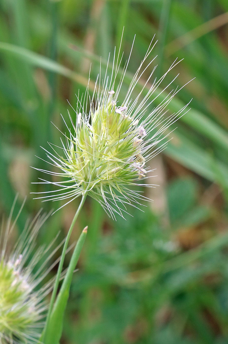 Image of Cynosurus echinatus specimen.