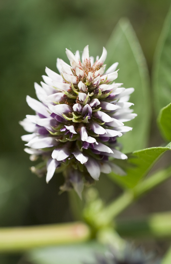 Image of Glycyrrhiza echinata specimen.