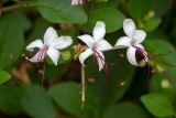 Clerodendrum inerme