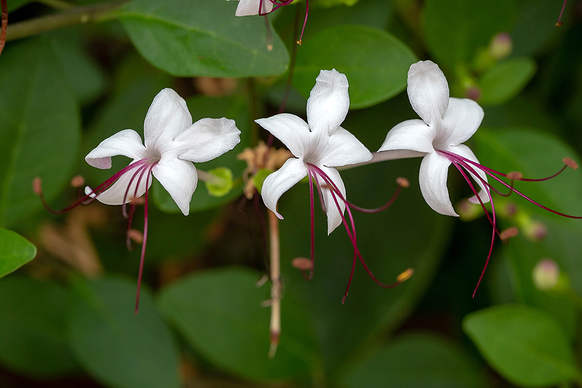 Изображение особи Clerodendrum inerme.