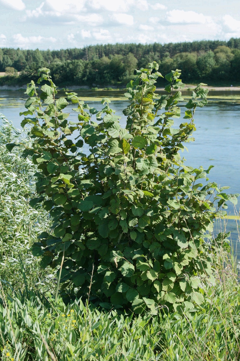 Изображение особи Corylus avellana.