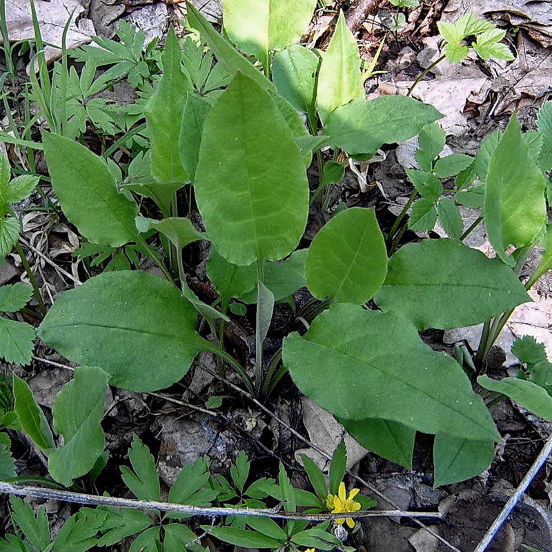 Изображение особи Pulmonaria obscura.