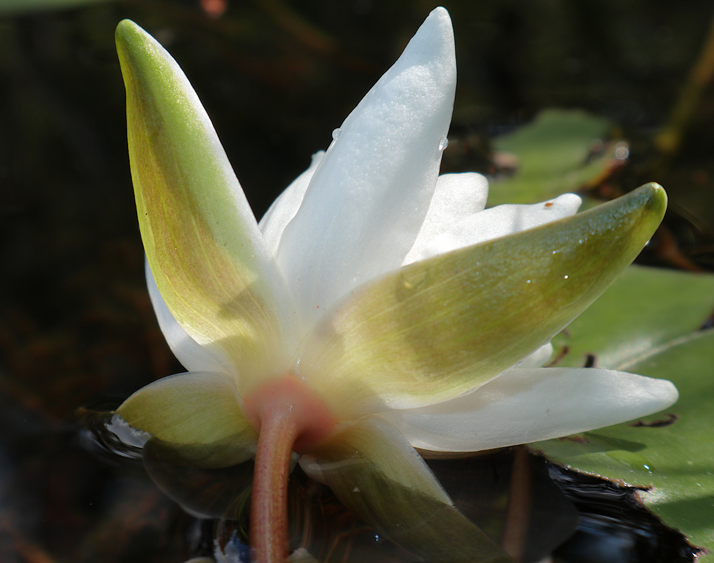 Изображение особи Nymphaea candida.