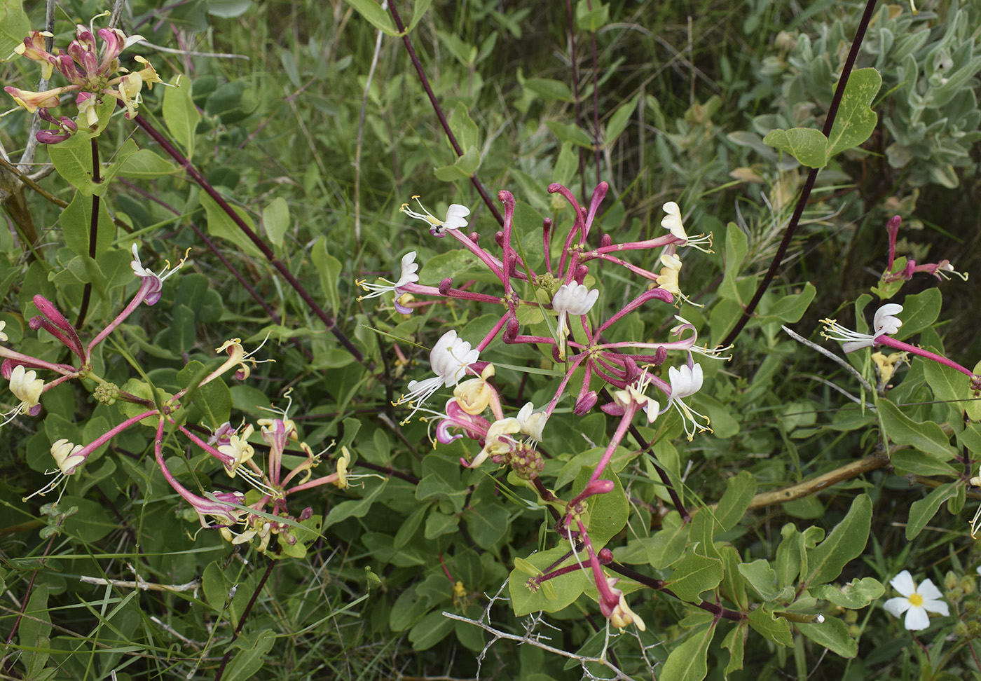 Изображение особи Lonicera etrusca.