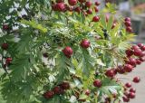 Crataegus pinnatifida. Верхушка плодоносящей веточки. Москва, Воробьёвы горы, Ботанический сад МГУ, в культуре. 01.09.2021.