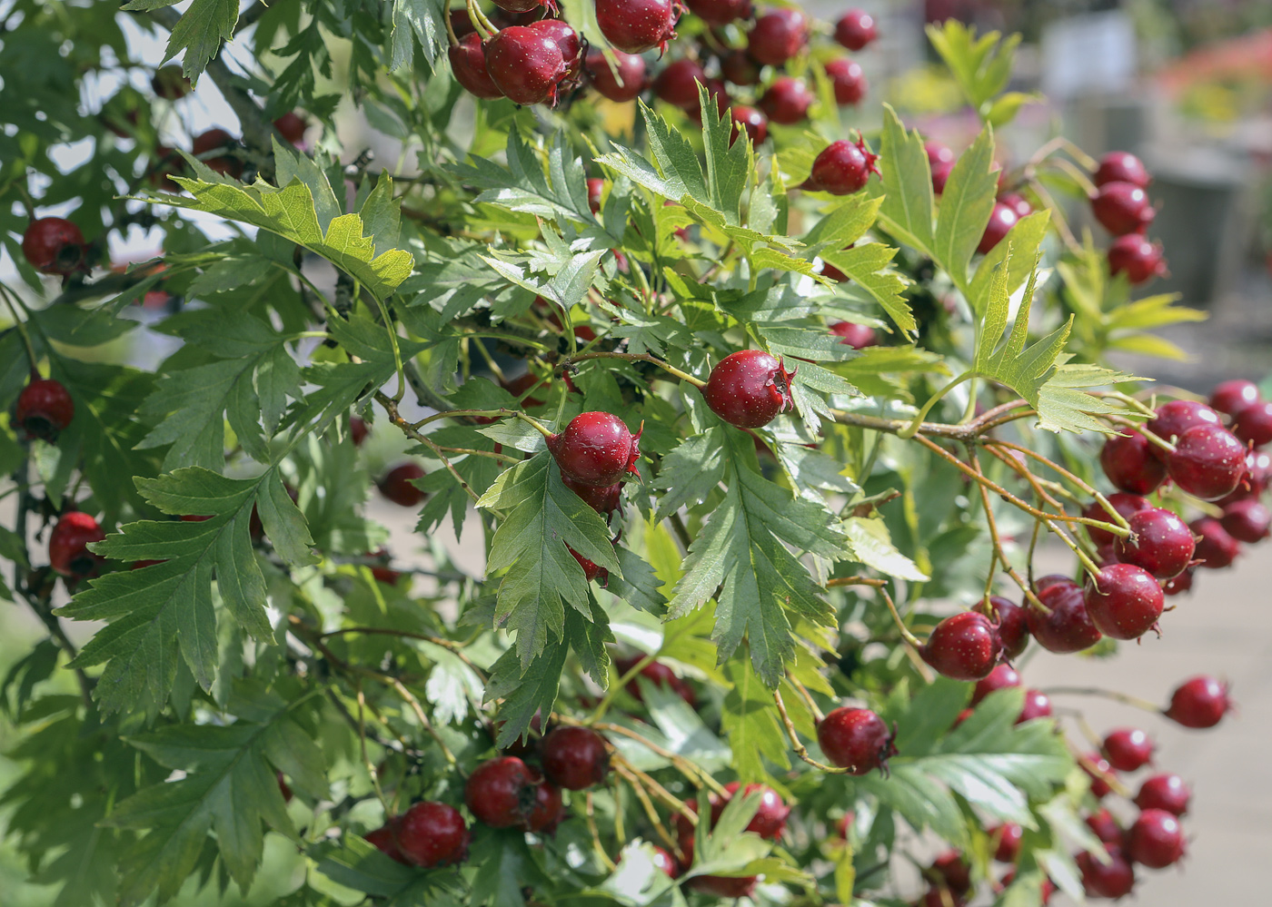 Image of Crataegus pinnatifida specimen.