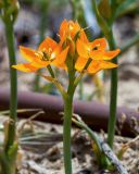 Ornithogalum dubium