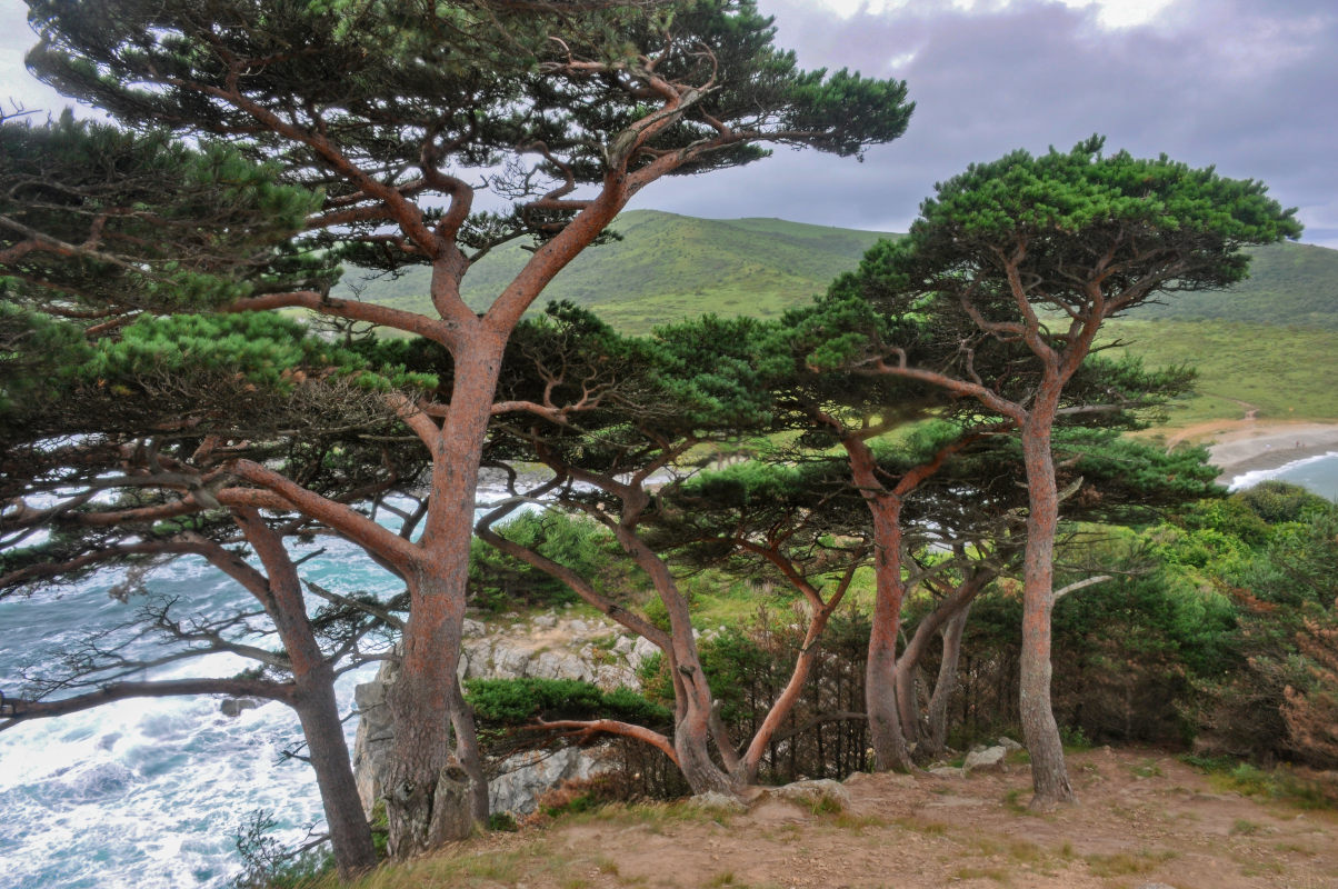 Image of Pinus densiflora specimen.