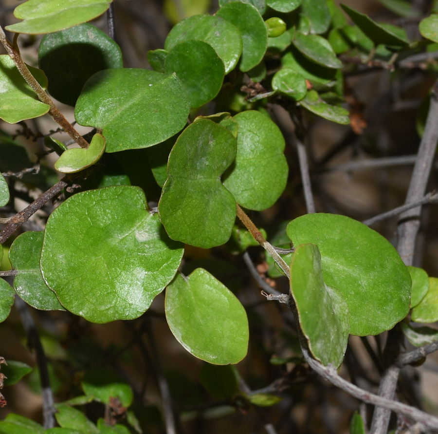 Image of Muehlenbeckia complexa specimen.