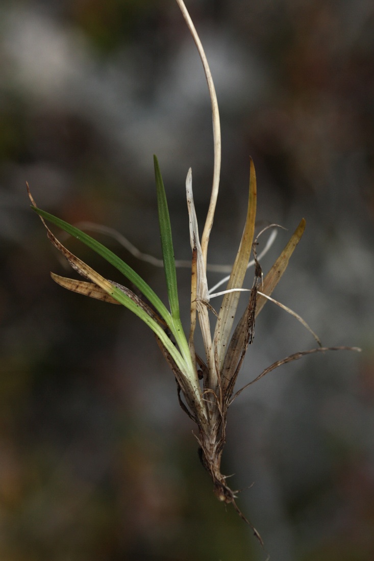 Image of Tofieldia pusilla specimen.
