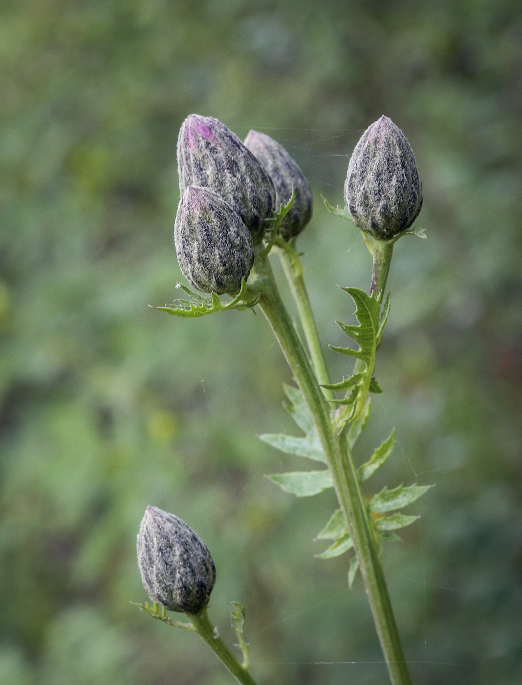 Изображение особи Serratula coronata.