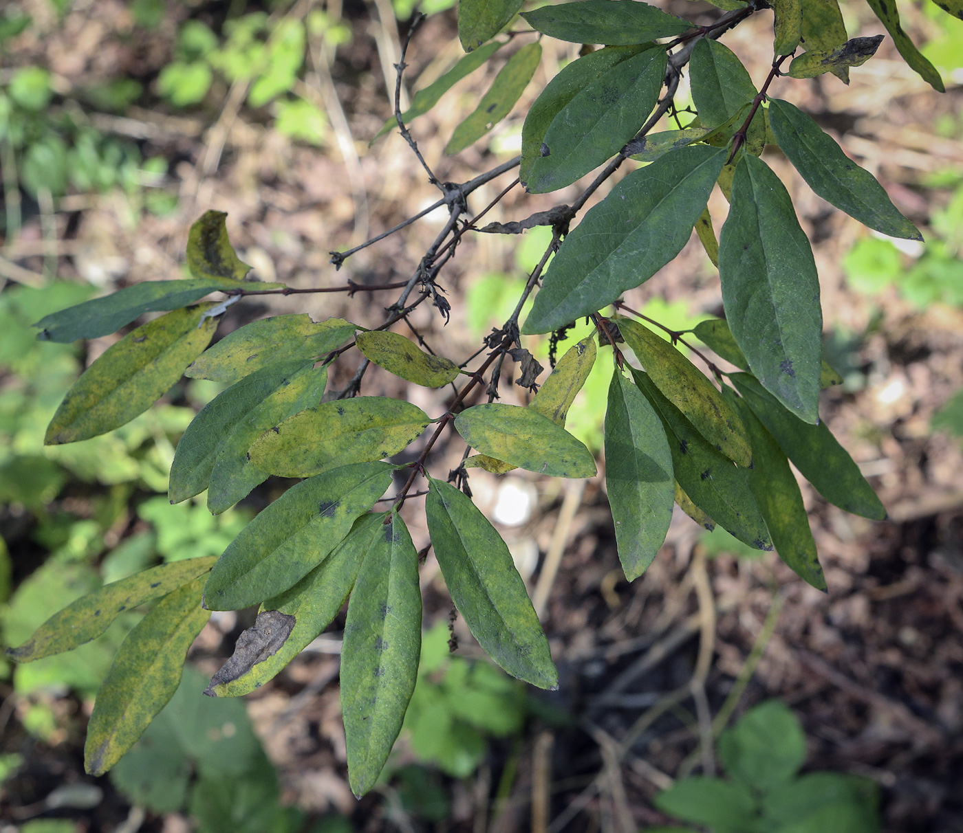 Image of genus Lonicera specimen.