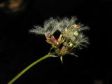 Valeriana altaica