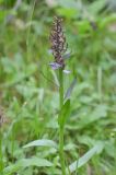 genus Dactylorhiza. Верхушка отцветшего растения. Республика Северная Осетия-Алания, Ирафский р-н, Большой Кавказ, хр. Фастагдор, левый склон Караугомского ущелья, ≈ 1960 м н.у.м., сосново-берёзовый лес. 09.07.2021.