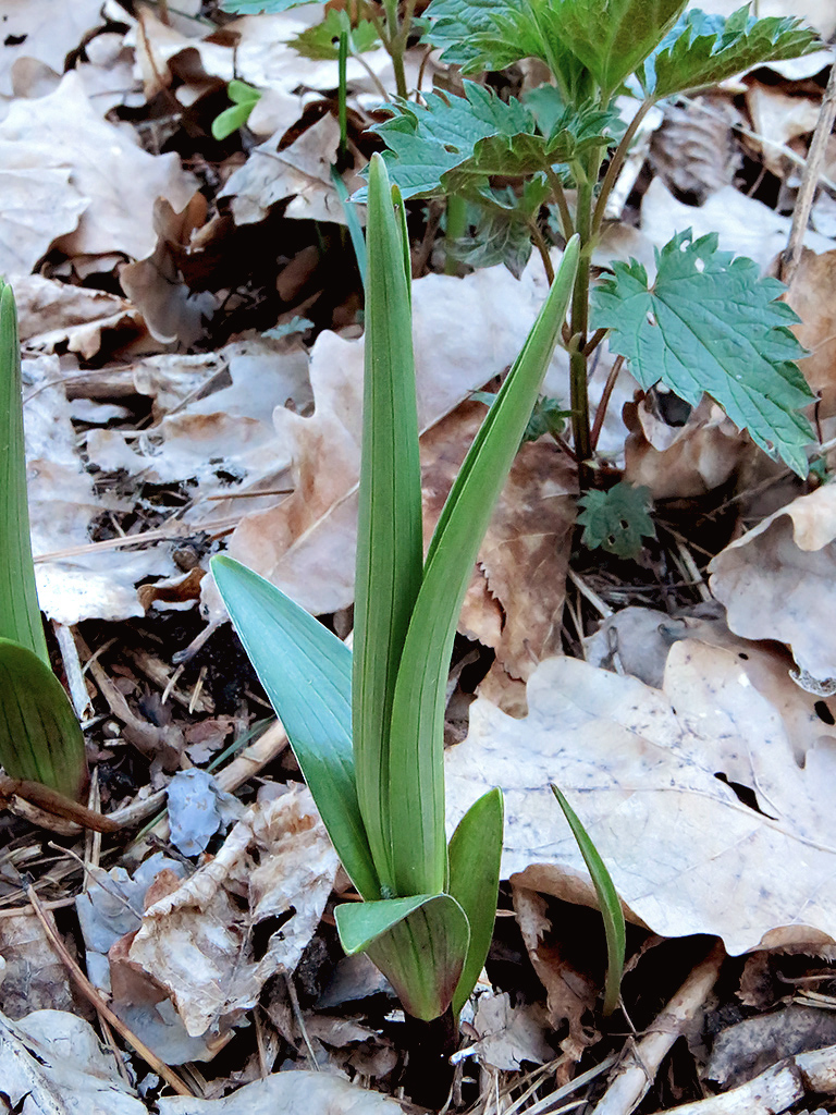 Image of Lilium lancifolium specimen.