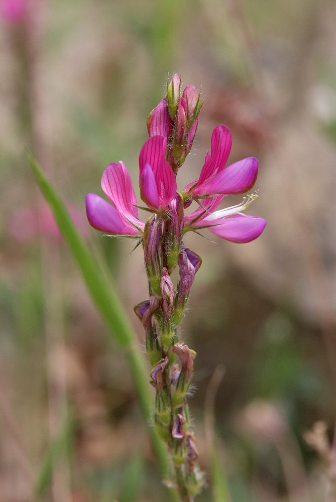 Image of Onobrychis dielsii specimen.
