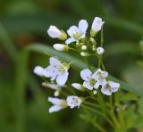 Cardamine amara. Цветки. Калужская обл., Боровский р-н, окр. дер. Семичёво, граница луга и леса, край лужи. 4 июня 2022 г.