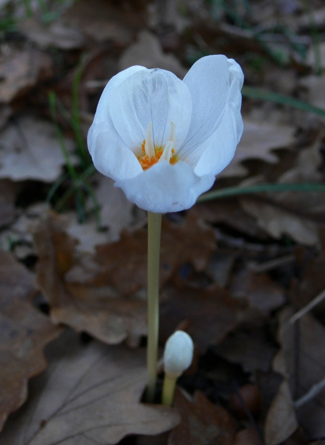 Image of Crocus pulchellus specimen.