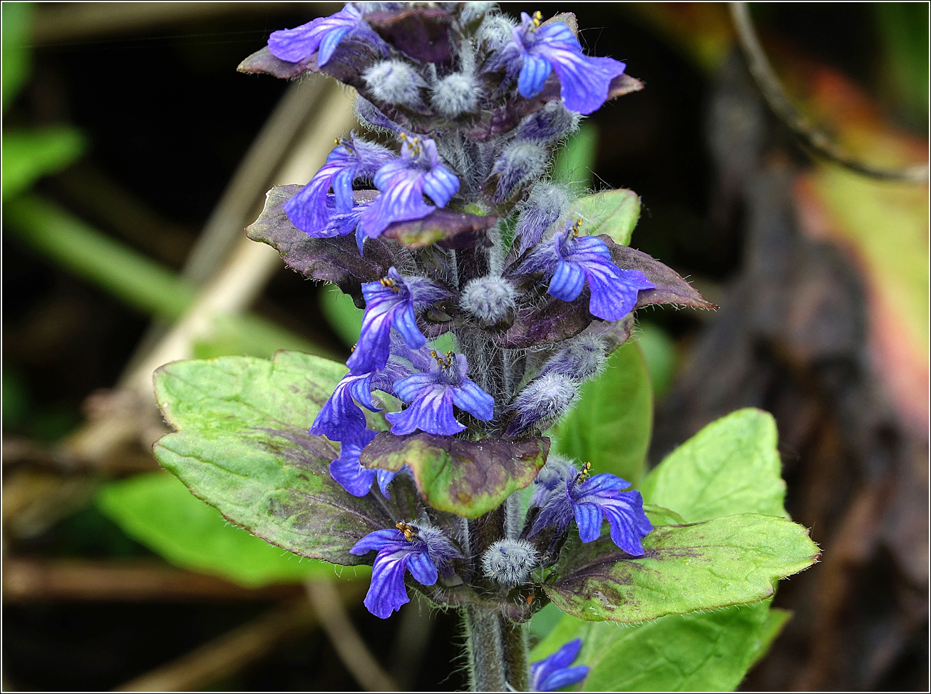 Image of Ajuga reptans specimen.