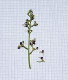 Scrophularia xanthoglossa