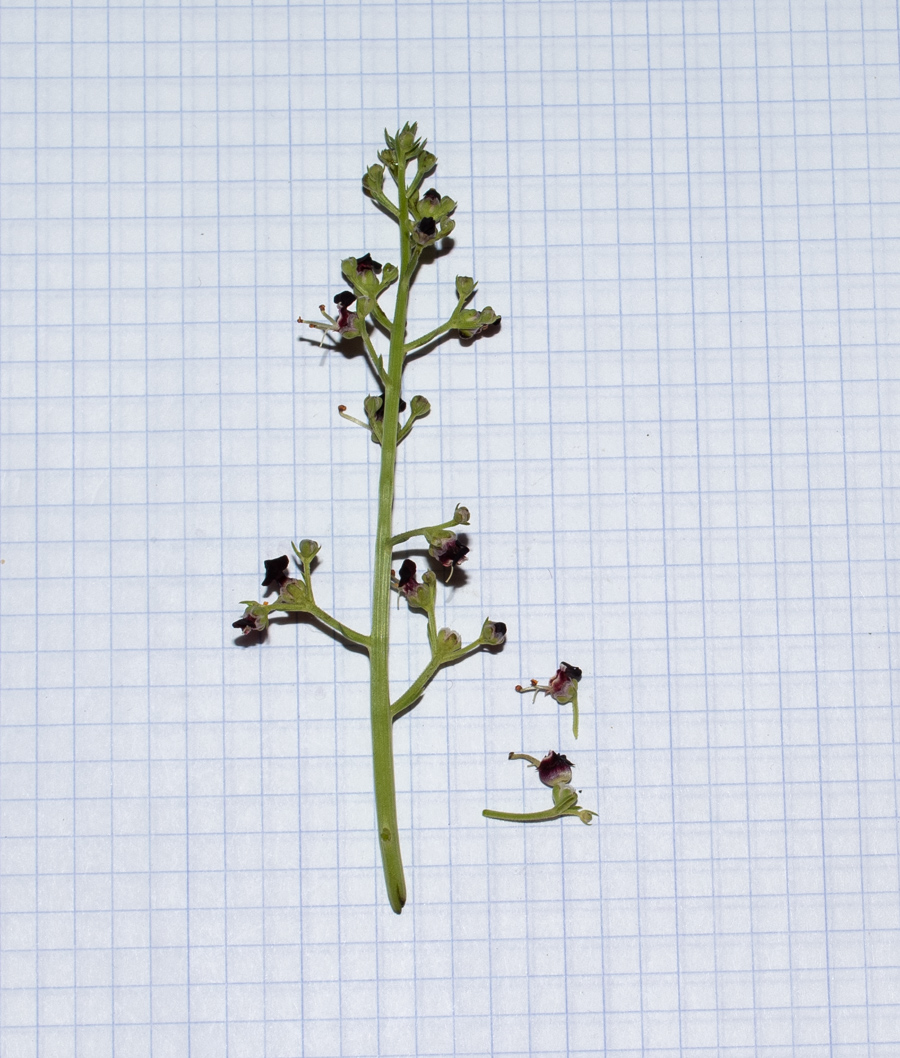 Image of Scrophularia xanthoglossa specimen.