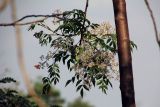 семейство Meliaceae. Ветвь с цветами и листьями. Мадагаскар, провинция Махадзанга, регион Мелаки, окр. Бекупака, правый берег реки Манамбулу, заповедник \"Цинги де Бамараха\" 09.10.2016.