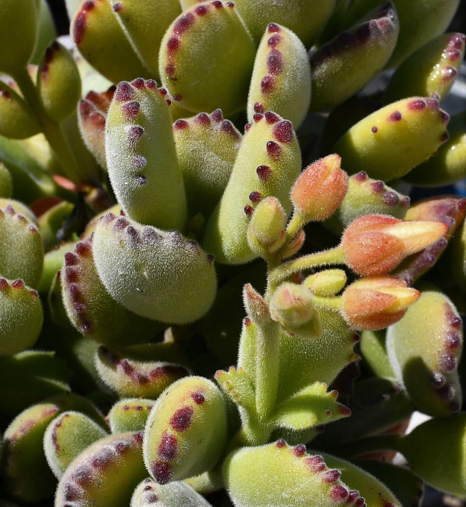 Изображение особи Cotyledon tomentosa.