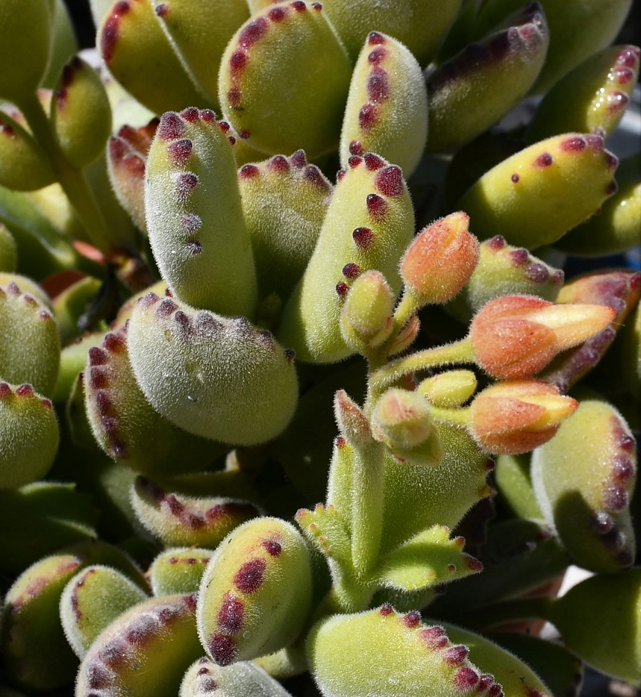 Image of Cotyledon tomentosa specimen.