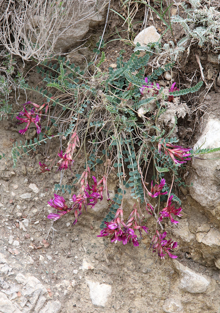 Изображение особи Astragalus buschiorum.