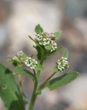 Lepidium amplexicaule