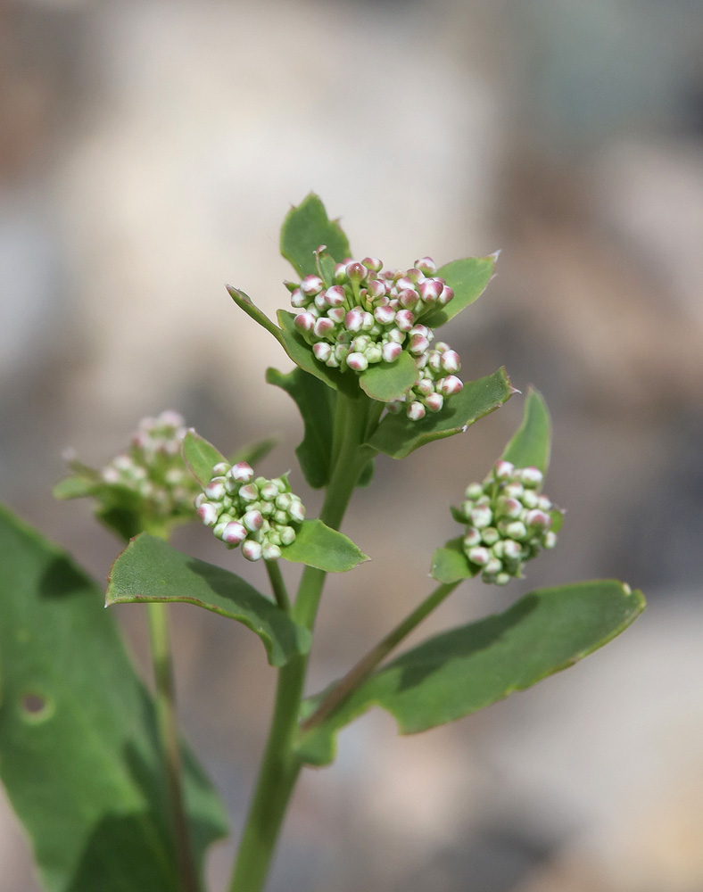 Image of Lepidium amplexicaule specimen.