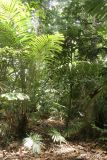 familia Arecaceae. Вегетирующее растение. Папуа Новая Гвинея, регион Момасе, провинция Маданг, окр. г. Маданг. 25.08.2009.